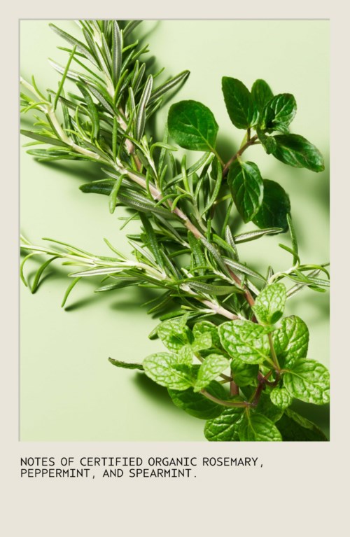 Eine Mischung aus Kräutern mit Rosmarin, Pfefferminze und Minz, inklusive Hinweis auf zertifizierte Bio-Qualität.