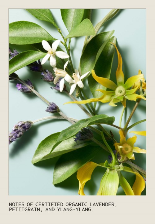 Verschiedene Blumen und grüne Blätter mit Notizen zu Lavendel, Petitgrain und Ylang-Ylang ätherischen Ölen.