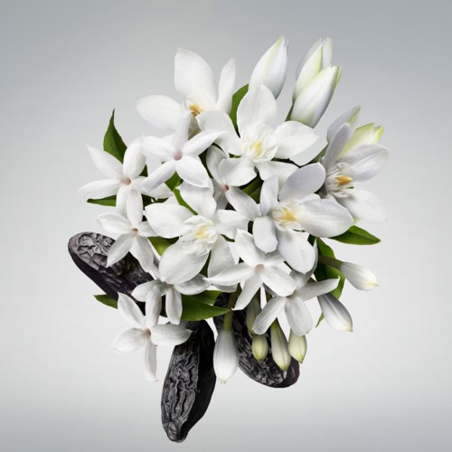 Een bos witte bloemen met donkere bladeren, netjes gerangschikt tegen een effen achtergrond.