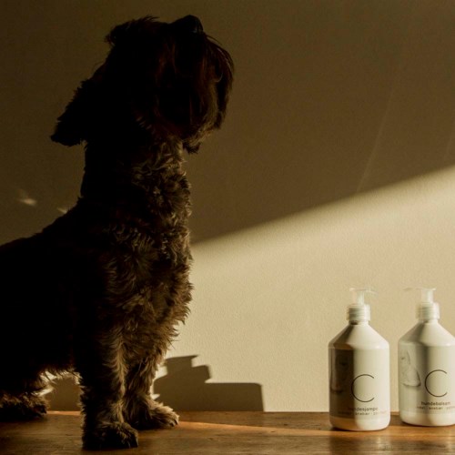 En hund som sitter inomhus och tittar på två flaskor på en träyta där solljus faller och skuggar.