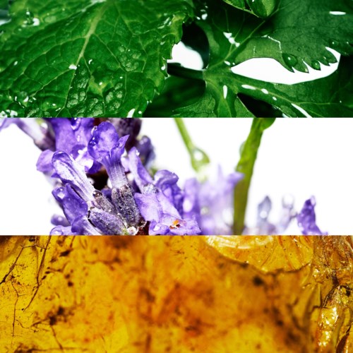 Een collage met groene bladeren, paarse bloemen en gele bladtexturen.