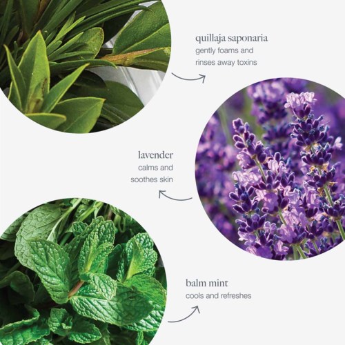 De afbeelding toont drie soorten planten: groene bladeren, lavendelbloemen en muntbladeren, met beschrijvingen van hun voordelen.