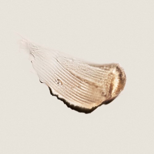 A shell with ridges and a pointed end on a plain background.