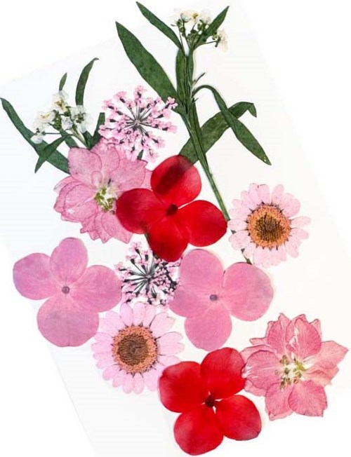 Kleurrijke bloemen met roze, rode en witte bloemen en groene bladeren op witte achtergrond.