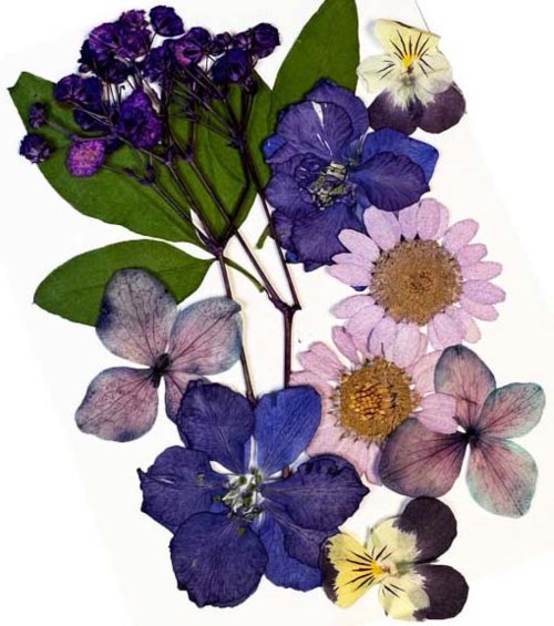 Een verzameling paarse, roze, gele en witte bloemen met groene bladeren, mooi gerangschikt.
