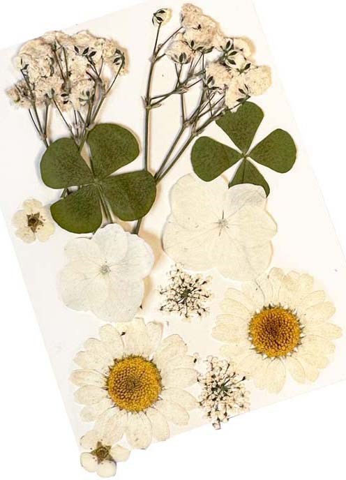 Verschillende gedroogde bloemen en bladeren gerangschikt op een witte achtergrond. Kleine witte en gele bloemen zichtbaar.