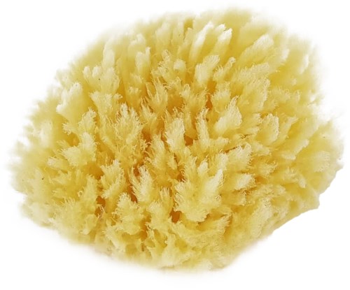 Palmetten Mediterranean Sponge Medium Medium