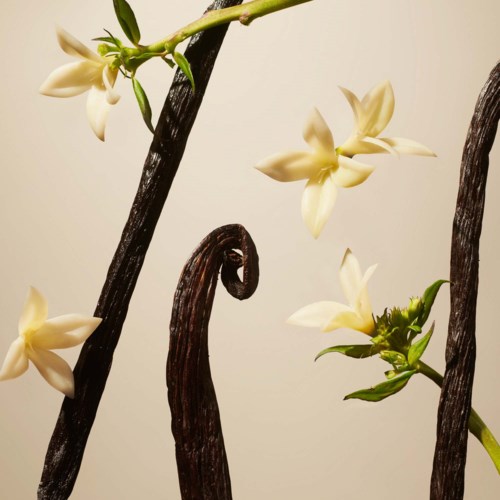 Kremfargede blomster og grønne knopper på vridde mørke grener mot en nøytral bakgrunn.