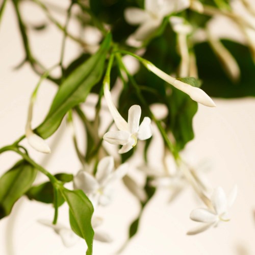 Hvite blomster og grønne blader på en plante med nøytralt bakgrunn.