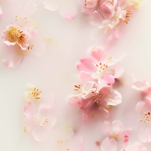 Weiche rosa und weiße Blütenblätter schweben auf hellem Hintergrund.