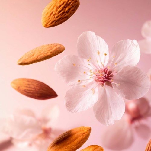 Mandeln und eine Kirschblüte fallen vor einem rosa Hintergrund.