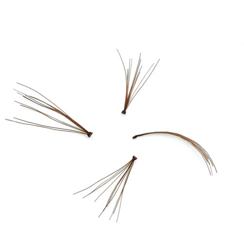 Four pine needles arranged symmetrically on a white background.