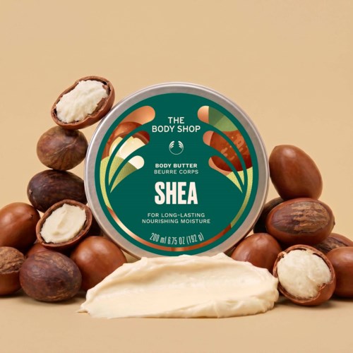 En burk med Shea-bodybalsam omgiven av hela och krossade sheanötter på en beige bakgrund.