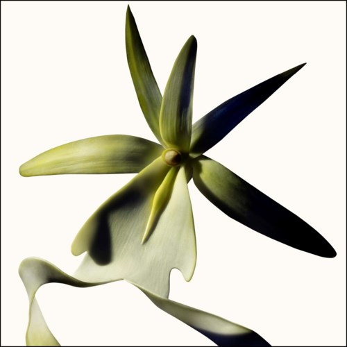 TOM FORD Black Orchid Reserve 100 ml