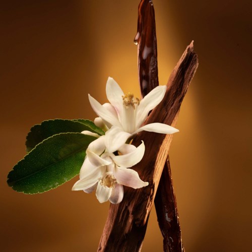 Eine kleine weiße Blume mit grünen Blättern und braunen Stöcken vor einem warmen, verschwommenen Hintergrund.